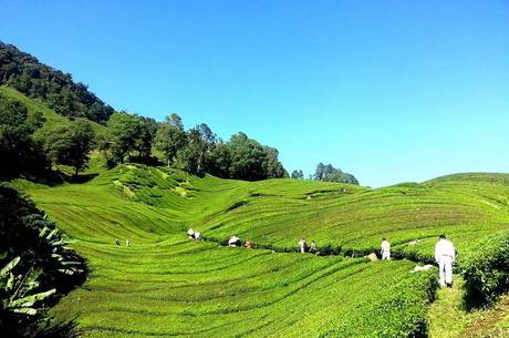 Bebida foi servida durante festa em plantaÃ§Ã£o de chÃ¡
