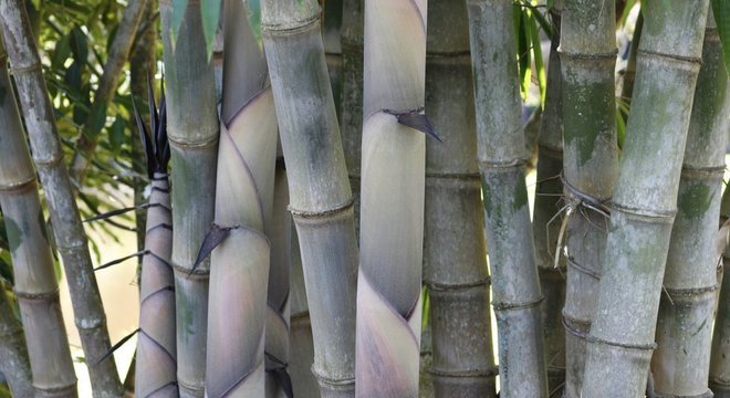 Cientistas receberam mais R$ 500 mil para estender pesquisa a outras plantas