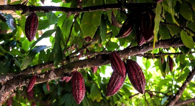 O café pode ser coisa do passado em breve - todas as atenções estão voltadas para o cacau