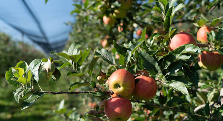 Plantação de maçã na Suíça
