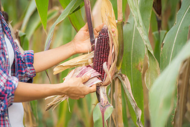 Segundo dados do governo dos Estados Unidos, 20% do milho vêm da região do Mar Negro. A Ucrânia é o quarto maior exportador produto. O IPCA mostra que o grão no Brasil aumentou somente nesse ano 11,45%