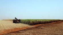 Safra 2021 será de 258,5 milhões de toneladas , prevê IBGE