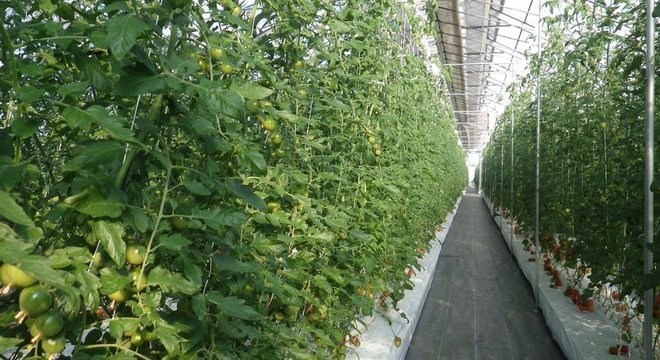 Mebiol Método de produção por películas possibilita a agricultura em qualquer lugar do planeta