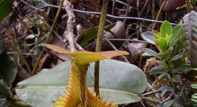 Plantas carnívoras- O que são, quais tipos, como cuidar e + curiosidades