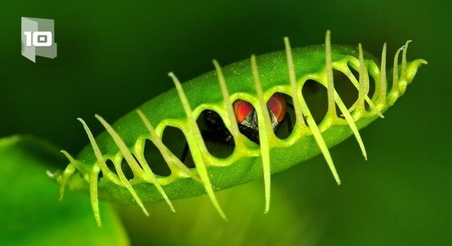 Plantas carnívoras- O que são, quais tipos, como cuidar e + curiosidades