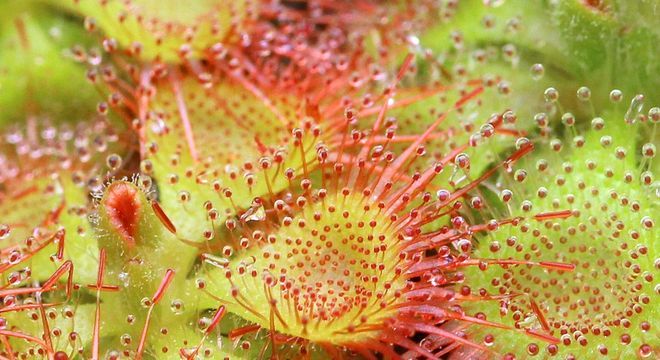 Plantas carnívoras- O que são, quais tipos, como cuidar e + curiosidades