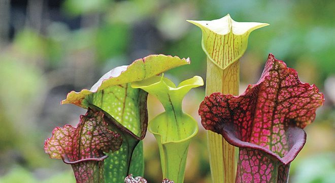 Plantas carnívoras- O que são, quais tipos, como cuidar e + curiosidades