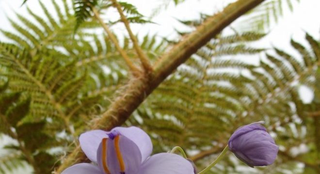 Plantas carnívoras- O que são, quais tipos, como cuidar e + curiosidades