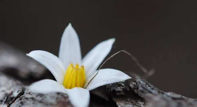 Plantas carnívoras- O que são, quais tipos, como cuidar e + curiosidades