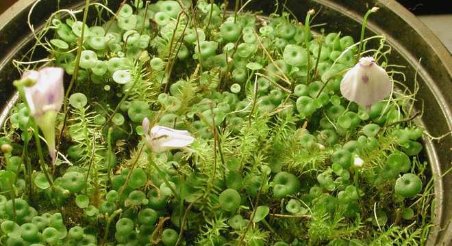 Plantas carnívoras- O que são, quais tipos, como cuidar e + curiosidades