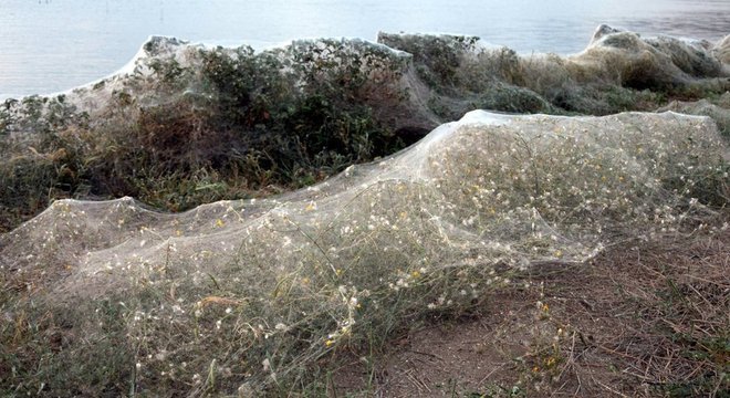 A enorme teia de aranha não vai durar muito tempo em praia da Grécia