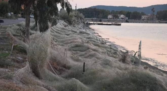Altas temperaturas e alimento abundante para as aranhas criaram as condições ideais para o surgimento da superteia