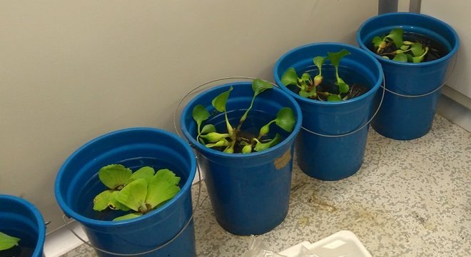 Cientistas submeteram plantas, peixes e insetos a diferentes ambientes para entender seu comportamento em um mundo de temperaturas mais altas 