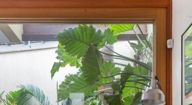 plantas-para-jardim-de-inverno