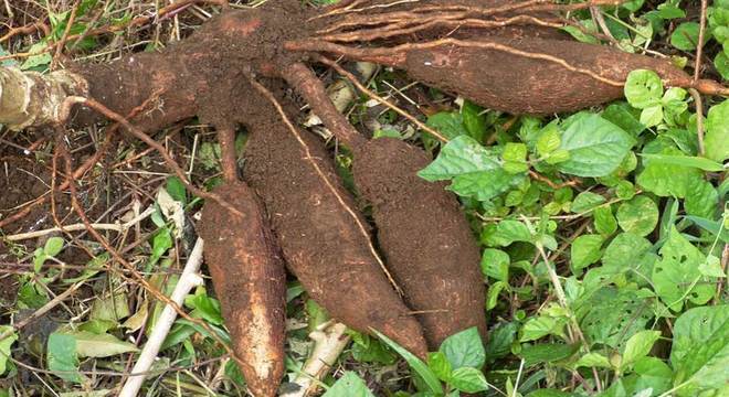 Plantas Venenosas - Conheças os 16 tipos mais comuns