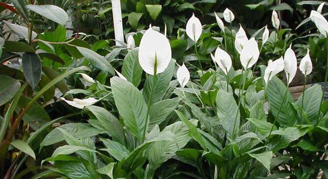 Plantas Venenosas - Conheças os 16 tipos mais comuns