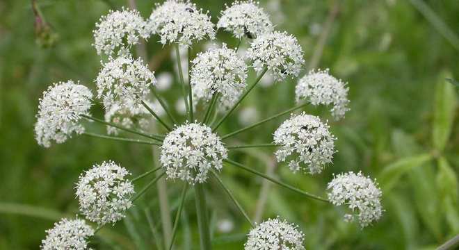 Plantas Venenosas - Conheças os 16 tipos mais comuns