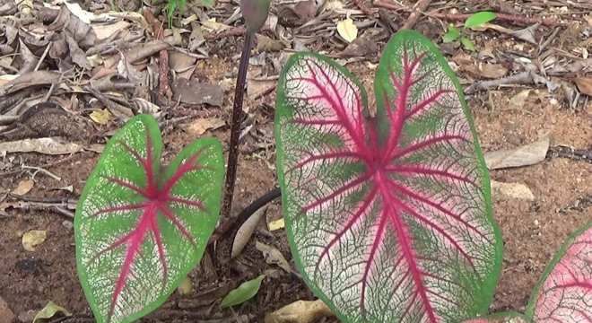 Plantas Venenosas - Conheças os 16 tipos mais comuns