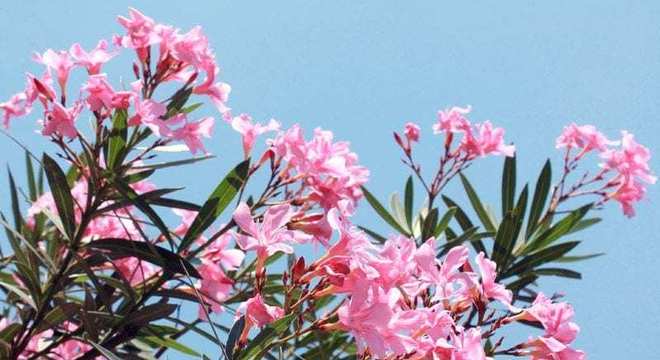 Plantas Venenosas - Conheças os 16 tipos mais comuns