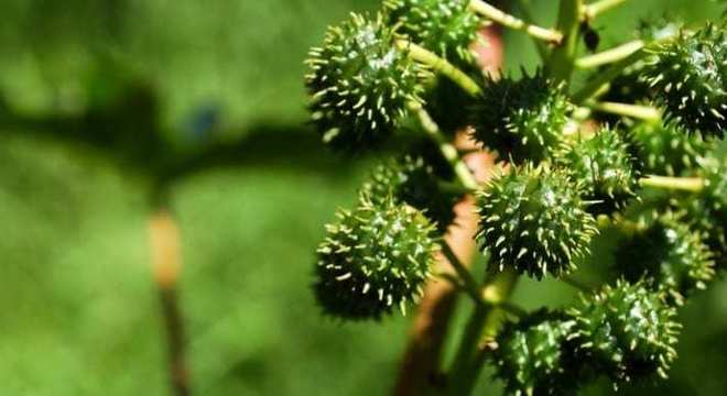 Plantas Venenosas - Conheças os 16 tipos mais comuns