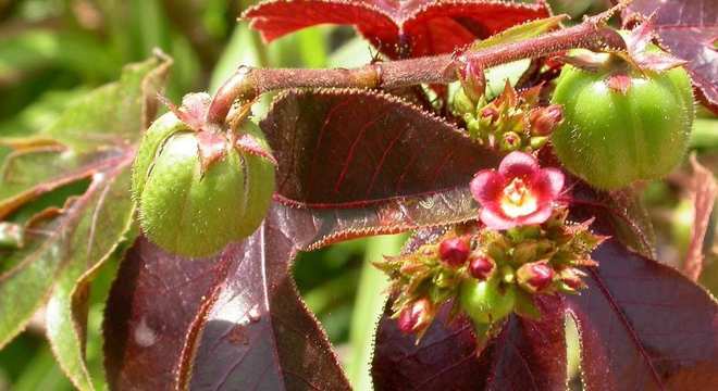 Plantas Venenosas - Conheças os 16 tipos mais comuns