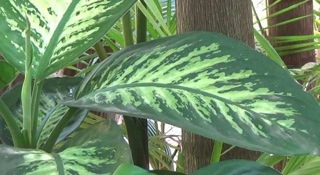 Plantas Venenosas - Conheças os 16 tipos mais comuns