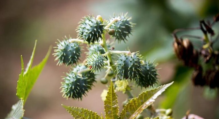 Plantas Venenosas: definição, espécies e níveis de toxicidade