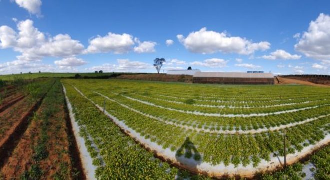 Plantio de jambu na Unicamp: adaptação ao clima paulista