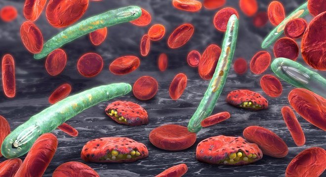 Malária é causada em humanos por pelo menos cinco espécies do parasita plasmodium