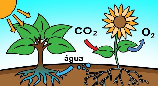 Pluricelulares, o que são? Definição, característica, surgimento e exemplos