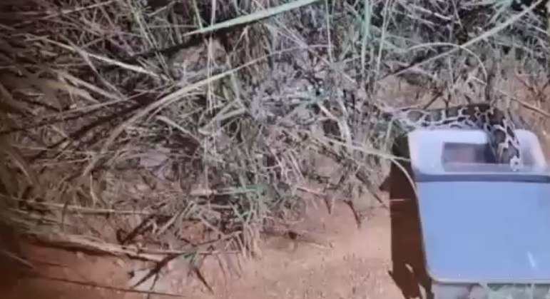 Cobra píton, espécie da Ásia