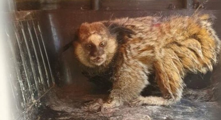 Mico foi encontrado ferido em Sobradinho