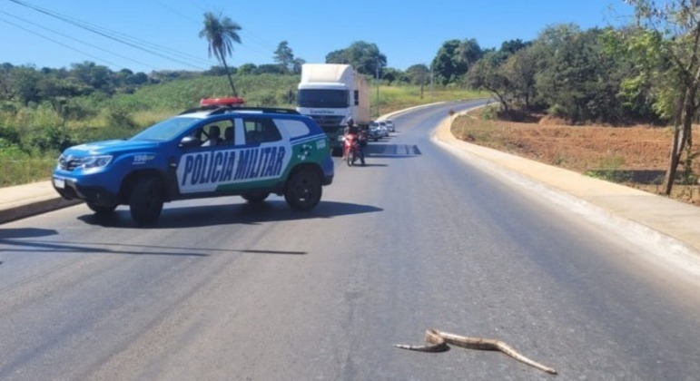 Polícia Militar de Goiás bloqueia GO-010 para permitir travessia segura do animal