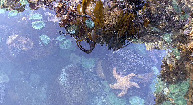 As poças de maré estavam cheias de vida... e de estrelas do mar