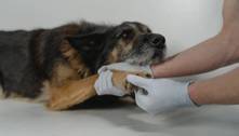 Cuidado! Uso de álcool em gel para limpar patas de pets pode causar problemas de pele e respiratórios 