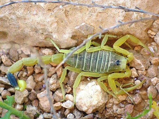 Pois sim, saiba que o líquido mais valioso do mundo é justamente o veneno do escorpião amarelo da Palestina, considerado um dos escorpiões mais perigosos do planeta.