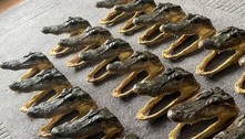 Polícia apreende, em residência, 80 cabeças de jacarés decepadas 