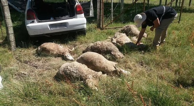 Polícia encontrou 16 ovinos dentro de um Volkswagem Gol Crédito: Polícia Rodoviária Federal / Divulgação / CP