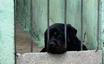 A Polícia Civil resgatou, nesta quarta-feira (3), seis cachorros adultos de grande porte e dois filhotes de um canil clandestino localizado na Casa Verde, na zona norte de São Paulo