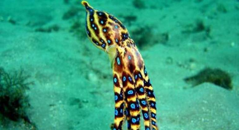 Animal tem esta aparência ameaçadora