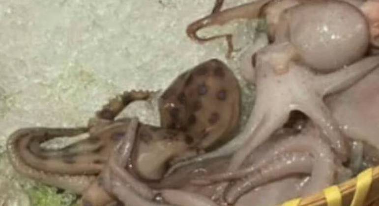 É possível ver que o animal venenoso se destacou no prato servido pelo restaurante