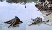 Polvo gigante surge em praia e não assusta: 'Dia normal na Austrália'