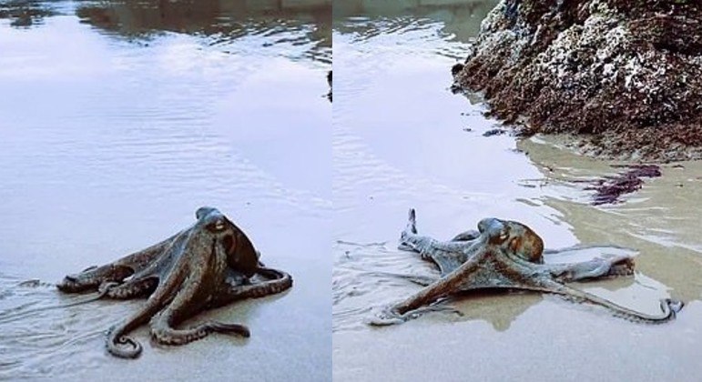 Animal geralmente não gosta de ser filmado