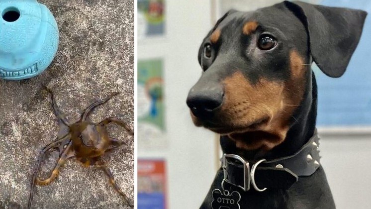 Um polvo extremamente letal, capaz de matar dezenas de humanos, foi visto se esgueirando de dentro de um brinquedo de pet, na Austrália. Jesse Donnison e o cachorro Otto passeavam numa praia perto do porto de Sydney, quando avistaram uma bolinha usada para brincar com cachorros, e descrita como 
