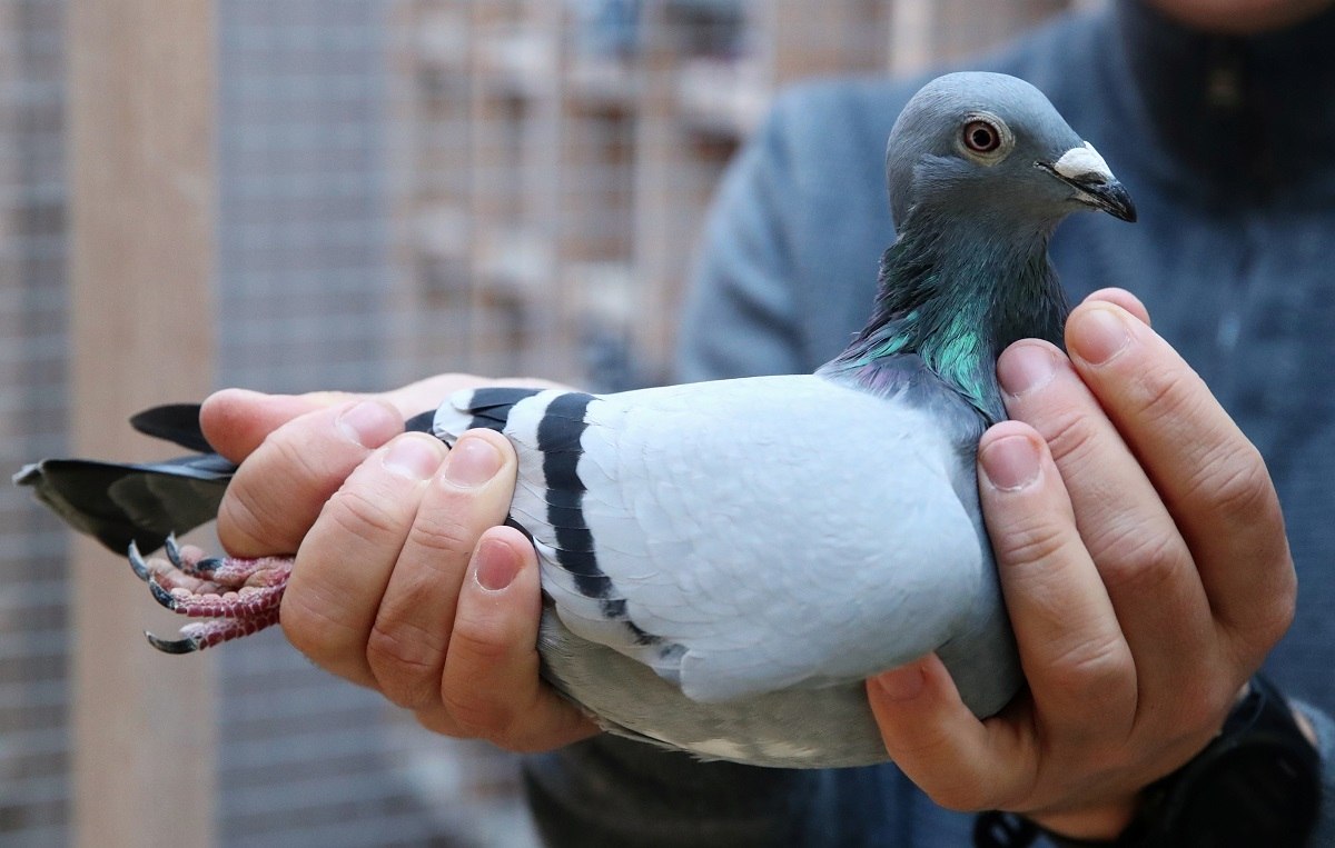 O Pombo de Natal leva correio para o Pai Natal. pombos postais em