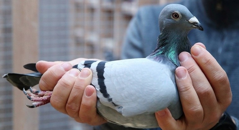 Este não é Joe, mas um pombo-correio caríssimo vendido para um empresário chinês