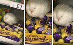 A ingesa Kim Blackman, 35 anos, visitava um mercado em Londres quando viu essa cena de virar a cabeça: uma pomba aparentemente chocava ovos de caramelo com chocolate em uma caixa