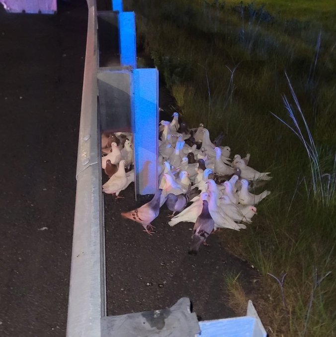Animais aglomeraram na beira da estrada