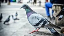 Ratos do céu? Saiba se os pombos realmente transmitem doenças e devem ser considerados 'vilões'