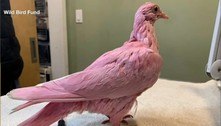 Pombo rosa é encontrado em Nova York e recebe o nome de Flamingo